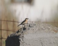 BE Wheatear_Skala Eresou_140424a.jpg