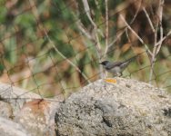 Eastern Orphean Warbler_Skala Eresou_140424a.jpg