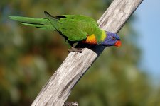 DSC03736 Rainbow Lorikeet @ Red Hill bf.jpg