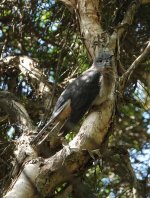 DSC03812 FAn-tailed Cuckoo @ Deep Creek bf.jpg