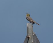 Cinereous Bunting_Petrified Forest_150424a.jpg