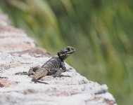 Starred Agama_Petrified Forest_150424a.jpg