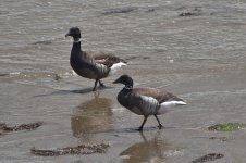 Brant 2024-04-14.JPG