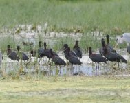 Glossy Ibis_Kalloni_160424a.jpg