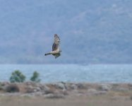 Hen Harrier_Kalloni_160424a.jpg