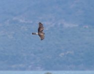 Hen Harrier_Kalloni_160424b.jpg