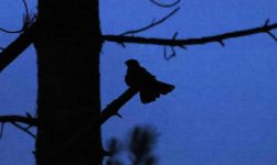 Nightjar 002.jpg