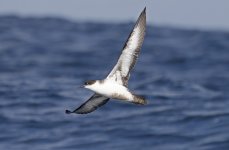 Great Shearwater 008.jpg