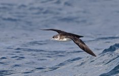 Manx Shearwater 010.jpg