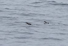 Razorbill 003.jpg