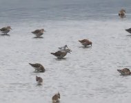 BB Sandpiper_Kalloni_170424b.jpg