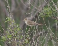 Eastern Olivaceous Warbler_Kalami_170424a.jpg