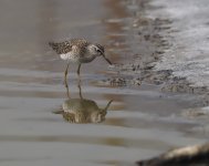 Wood Sandpiper_Kalloni_170424a.jpg