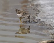 Wood Sandpiper_Kalloni_170424b.jpg