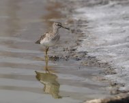 Wood Sandpiper_Kalloni_170424d.jpg