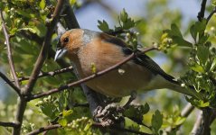 Chaffinch 04.jpg