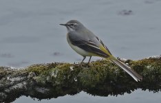 Grey Wagtail 002.jpg