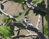 Collared Flycatcher_Meladia_190424a.jpg