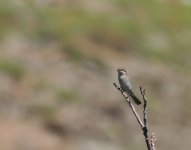 RB Shrike_Meladia_190424a.jpg