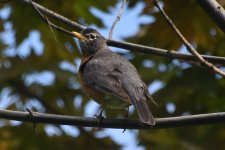 American Robin 2024-04-18.JPG