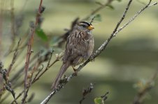 White-crowned Sparrow 2024-04-18.JPG