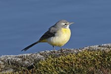 Grey Wagtail 003.jpg