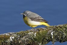 Grey Wagtail 004.jpg