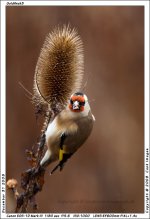 Goldfinch3.jpg