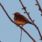 Fieldfare-2.jpg