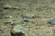 256 - Senegal Lapwing, Orpen Gate, Kruger Park.jpg