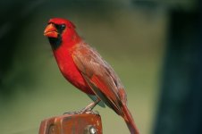 CARDINAL39.jpg