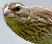 GROSBEAK09.jpg