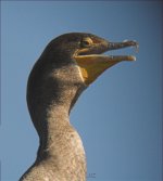 Cormorant_1.jpg