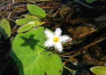 3. Water Gentian.jpg