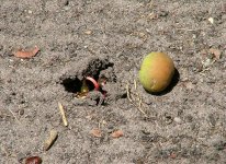 4. Germinating Large Fever-berry.jpg