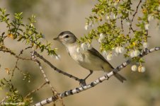 warblingVireo_X0206_56l.jpg