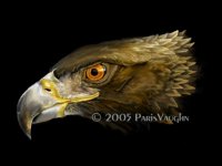 Golden_Eagle_by_Pareeeee.jpg