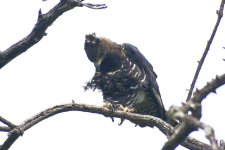 Crowned eagle 24.jpg