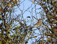 Fieldfare-web.jpg