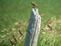 2007_0728Bobolinks0013.jpg