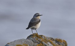 A Wheatear 004.jpg