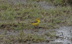 Yellow Wagtail 004.jpg