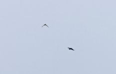 Short-eared Owl 03.jpg