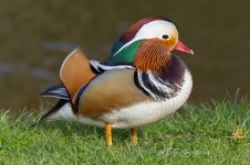 Mandarin-(103)-fbook.jpg