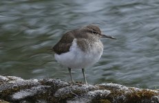 Common Sandpiper 004.jpg