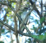 DSC04333 Olive-backed Oriole @ Mowbray Park bf.jpg