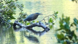 DSC04027 Striated Heron @ Sailors Bay Creek bf.jpg