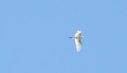 DSC04005 Plumed Egret @ Mowbray Park bf.jpg