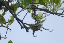 DSC04040 Striated Thornbill @ Mowbray Park bf.jpg