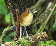 yellow bellied antpitta.jpg